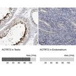Merck Anti-ACTRT2 antibody produced in rabbit
