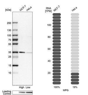 Merck Anti-MPG antibody produced in rabbit