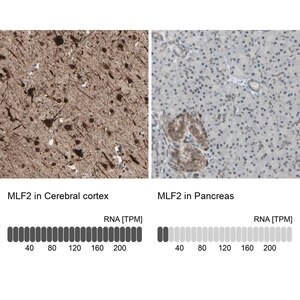 Merck Anti-MLF2 antibody produced in rabbit