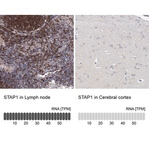 Merck Anti-STAP1 antibody produced in rabbit