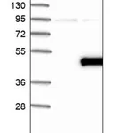 Merck Anti-ABHD5 antibody produced in rabbit