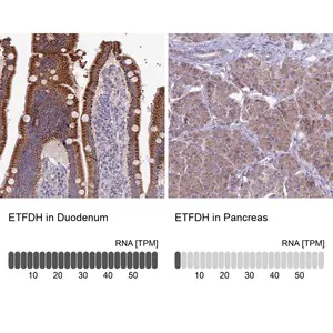 Merck Anti-ETFDH antibody produced in rabbit