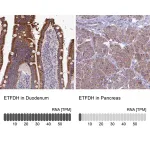 Merck Anti-ETFDH antibody produced in rabbit