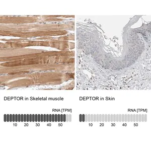 Merck Anti-DEPTOR antibody produced in rabbit