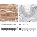 Merck Anti-DEPTOR antibody produced in rabbit