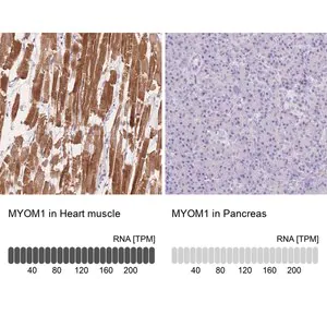 Merck Anti-MYOM1 antibody produced in rabbit
