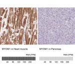 Merck Anti-MYOM1 antibody produced in rabbit