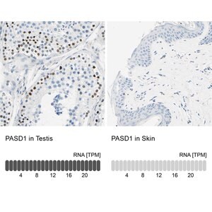 Merck Anti-PASD1 antibody produced in rabbit