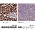 Merck Anti-ACAD8 antibody produced in rabbit