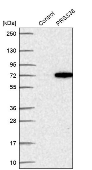Merck Anti-PRSS38 antibody produced in rabbit