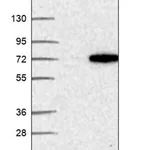 Merck Anti-PRSS38 antibody produced in rabbit