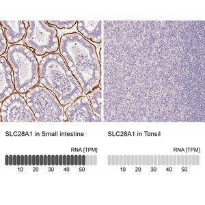 Merck Anti-SLC28A1 antibody produced in rabbit