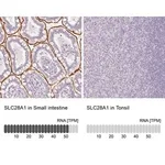 Merck Anti-SLC28A1 antibody produced in rabbit