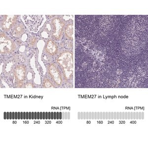 Merck Anti-TMEM27 antibody produced in rabbit
