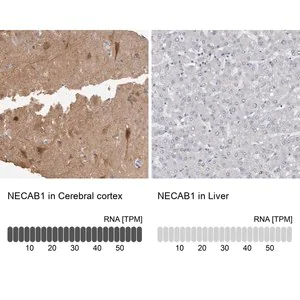 Merck Anti-NECAB1 antibody produced in rabbit