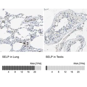 Merck Anti-SELP antibody produced in rabbit