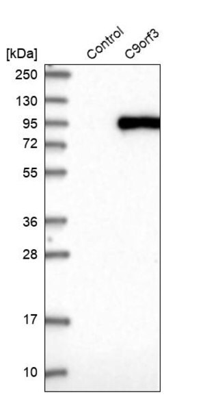 Merck Anti-C9orf3 antibody produced in rabbit