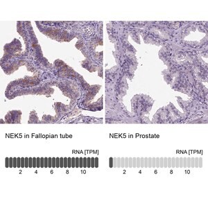 Merck Anti-NEK5 antibody produced in rabbit