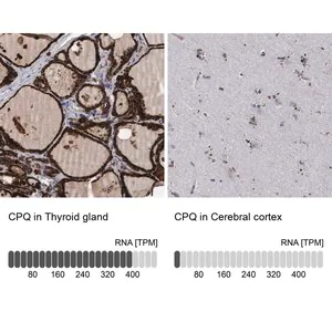 Merck Anti-CPQ antibody produced in rabbit
