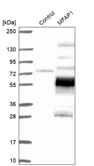 Merck Anti-MFAP1 antibody produced in rabbit
