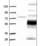 Merck Anti-MFAP1 antibody produced in rabbit