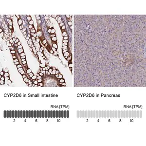 Merck Anti-CYP2D6 antibody produced in rabbit