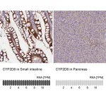 Merck Anti-CYP2D6 antibody produced in rabbit