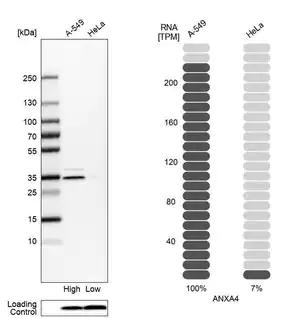 Merck Anti-ANXA4 antibody produced in rabbit