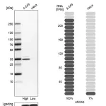 Merck Anti-ANXA4 antibody produced in rabbit
