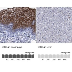 Merck Anti-SCEL antibody produced in rabbit