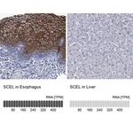 Merck Anti-SCEL antibody produced in rabbit