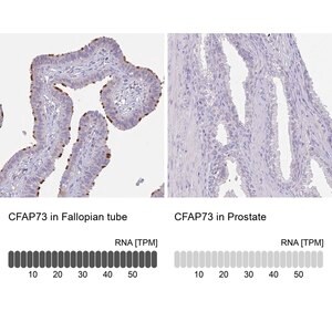 Merck Anti-CFAP73 antibody produced in rabbit