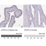 Merck Anti-CFAP73 antibody produced in rabbit