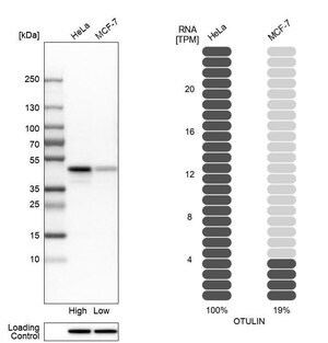 Merck Anti-OTULIN antibody produced in rabbit