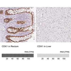 Merck Anti-CDX1 antibody produced in rabbit