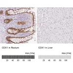 Merck Anti-CDX1 antibody produced in rabbit