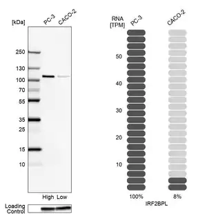 Merck Anti-IRF2BPL antibody produced in rabbit