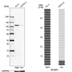Merck Anti-IRF2BPL antibody produced in rabbit