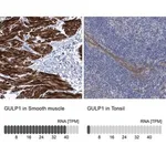 Merck Anti-GULP1 antibody produced in rabbit