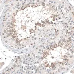 Merck Anti-CEP131 antibody produced in rabbit