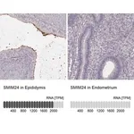 Merck Anti-SMIM24 antibody produced in rabbit