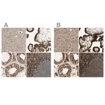 Merck Anti-CANX antibody produced in rabbit