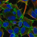 Merck Anti-ADGRL2 antibody produced in rabbit
