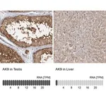 Merck Anti-AK9 antibody produced in rabbit