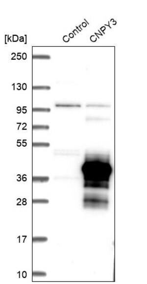 Merck Anti-CNPY3 antibody produced in rabbit