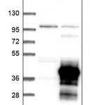 Merck Anti-CNPY3 antibody produced in rabbit