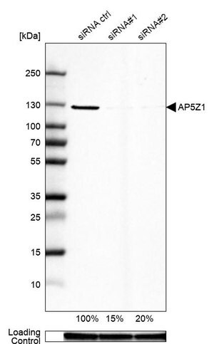 Merck Anti-AP5Z1 antibody produced in rabbit