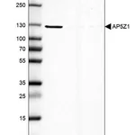 Merck Anti-AP5Z1 antibody produced in rabbit