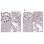 Merck Anti-RBL1 antibody produced in rabbit