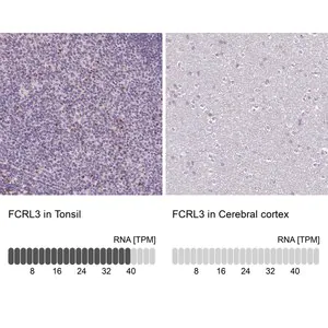 Merck Anti-FCRL3